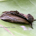 swallow prominent (Pheosia tremula) Kenneth Noble